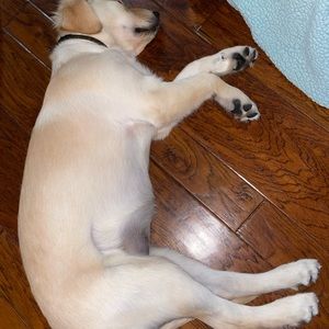 Meet your Posher, lola